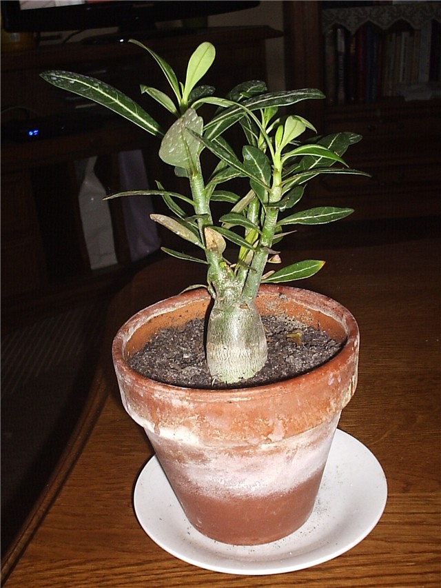 adenium 2